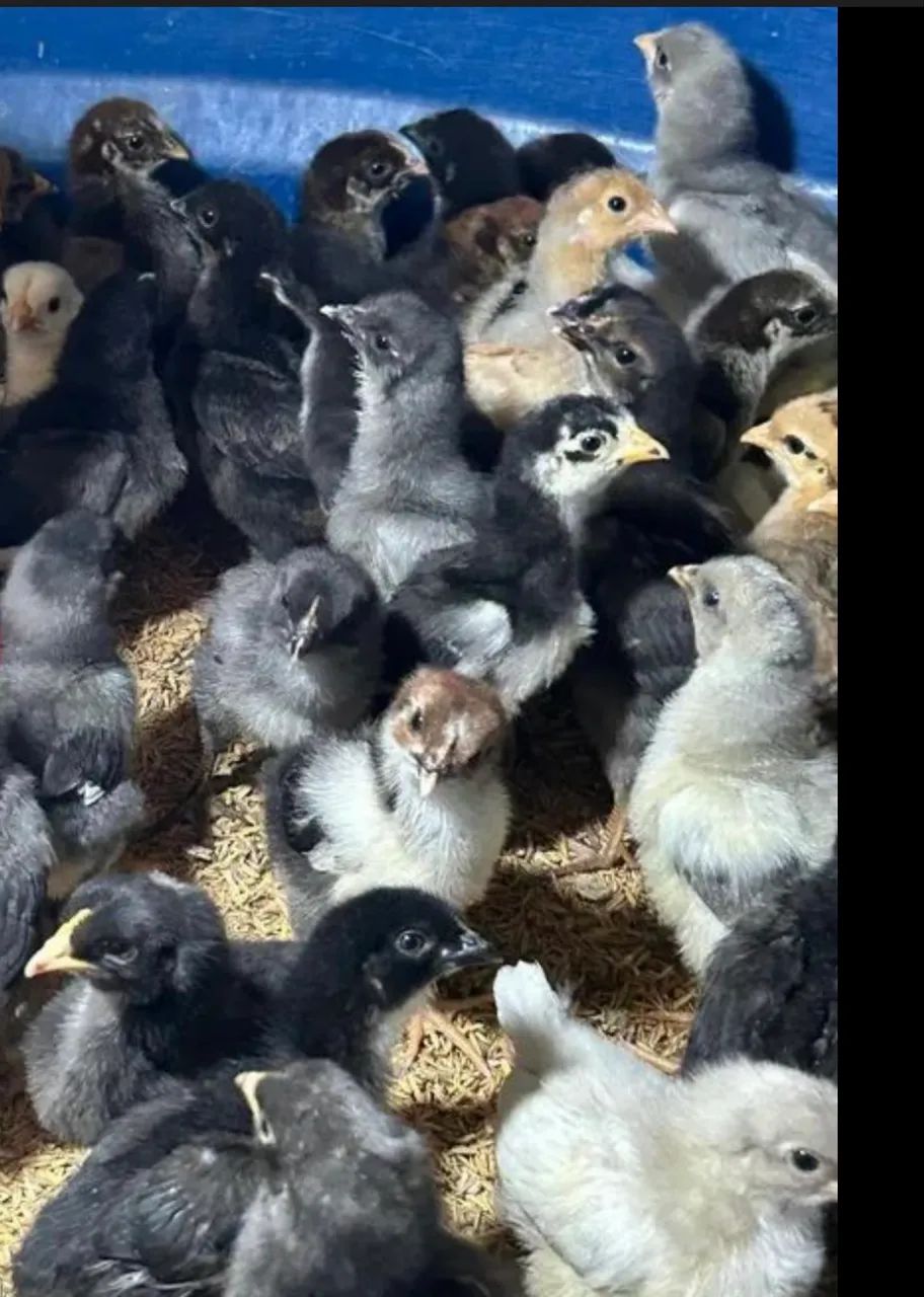 Pintinhos GLC de ovos coloridos, Galinha da Angola e Marrecos Pompom 