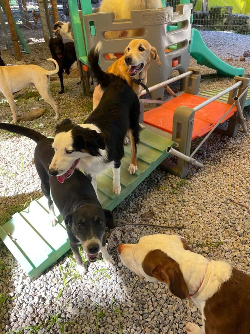 Monitor de cães  - Foto 3