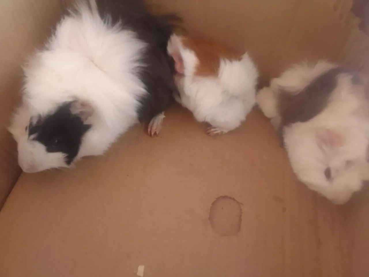 Porquinho da Índia  8564276693859202124