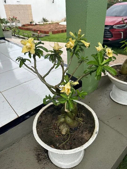 Rosas do deserto com vasos - Foto 5