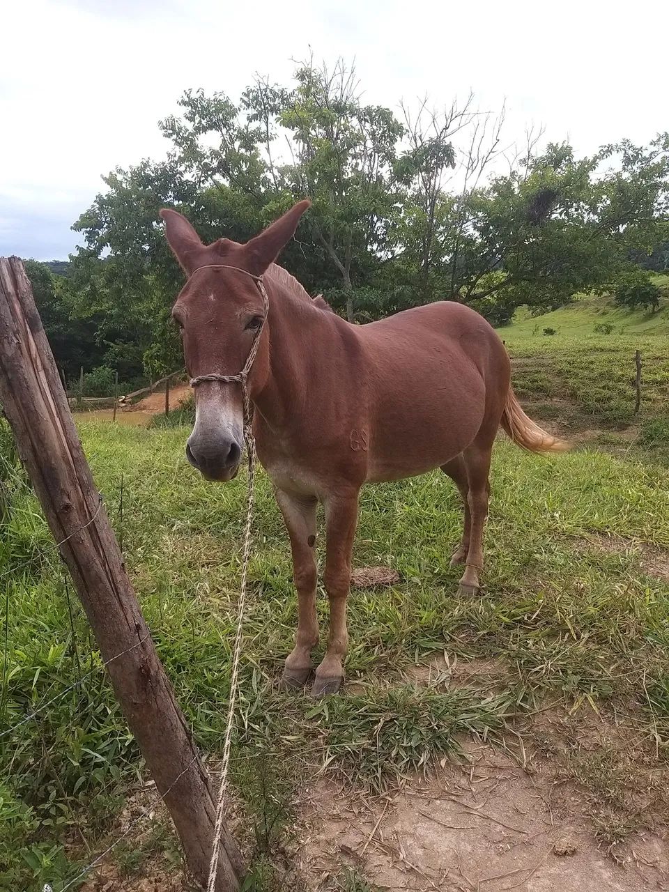 Mulas peigas - Foto 2