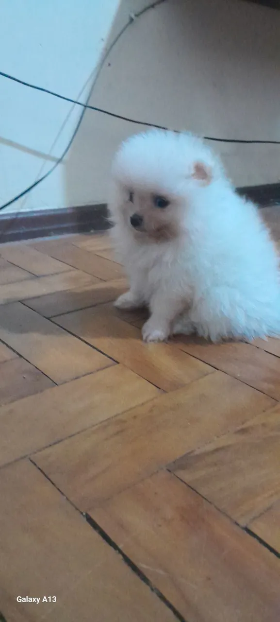 Filhote de Spitz Alemão - Fofo e Encantador