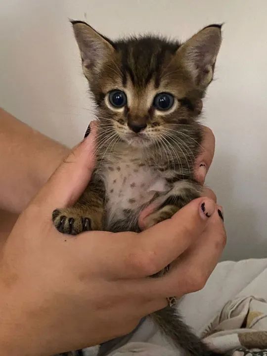 Quatro lindos gatinhos a espera de um lar 