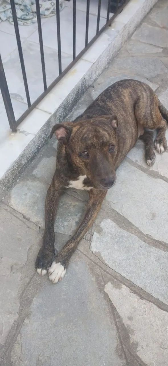 Pitbull Relaxando - Foto 4