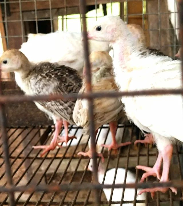 Filhotes de peru  - Foto 2