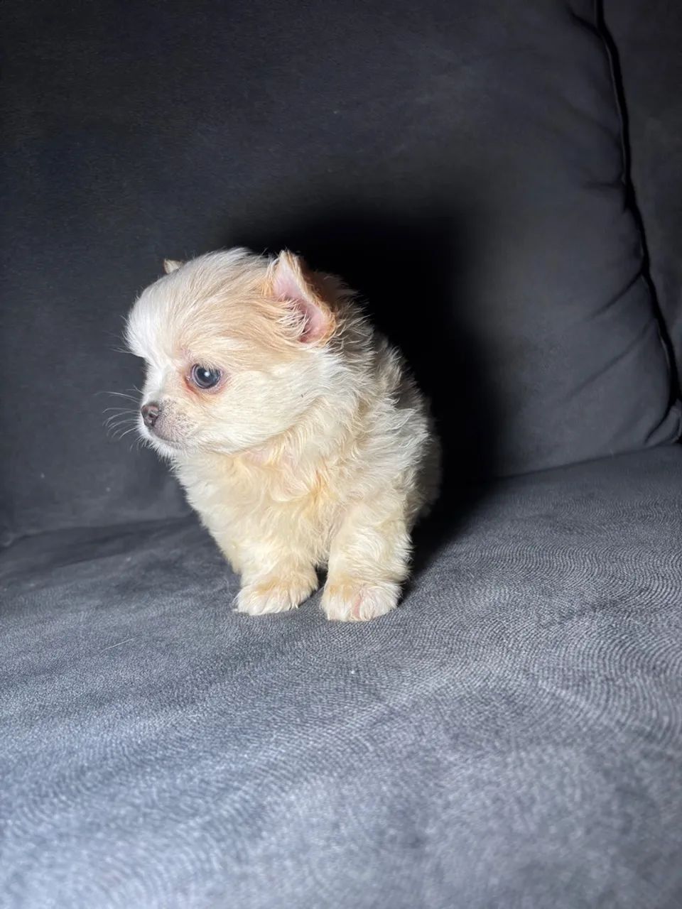 Filhote de Chihuahua macho pelo longo  - Foto 3