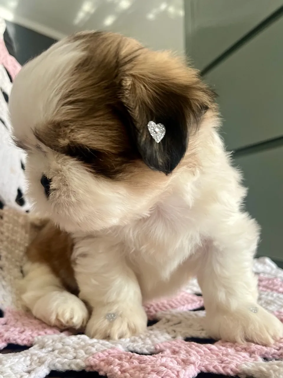Shih Tzu