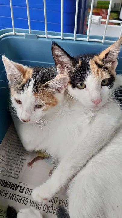 Filhotes com Castração garantida, vermifugadas e com a primeira dose de vacina para adocao - Foto 2