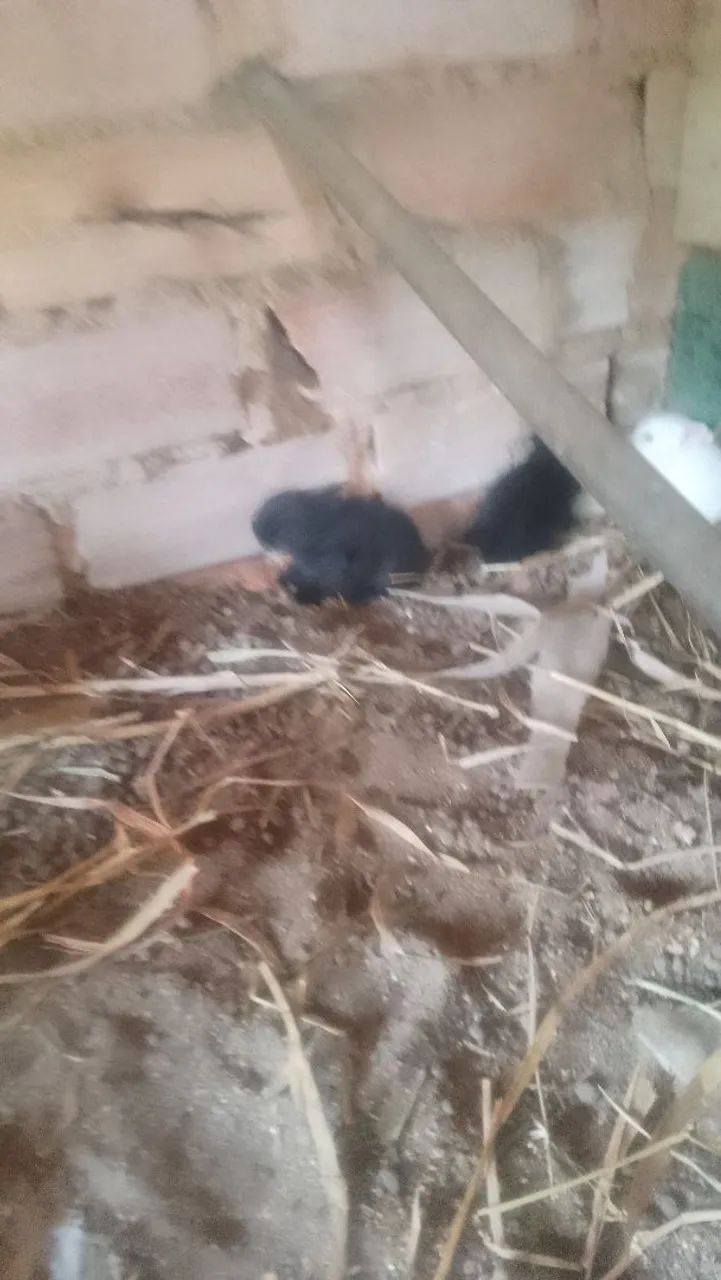 Lindos coelhos três cores diferentes - Foto 6