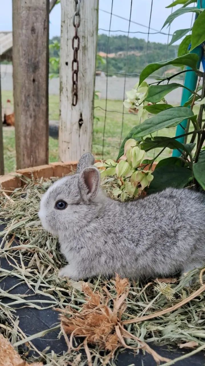 Mini coelhos netherland - Foto 4