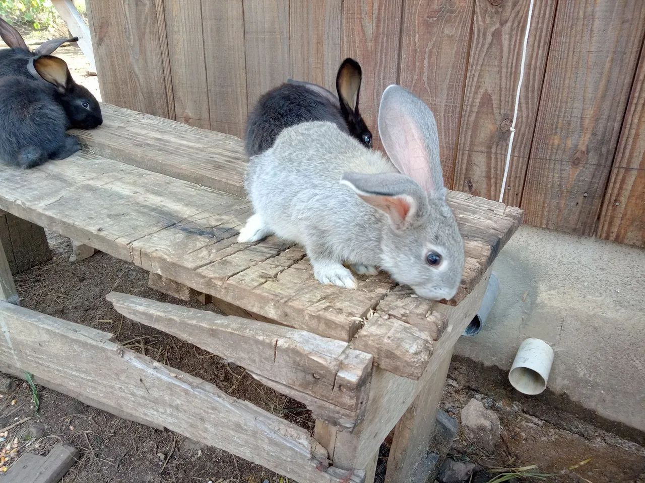 Filhotes Coelho Gigante 
