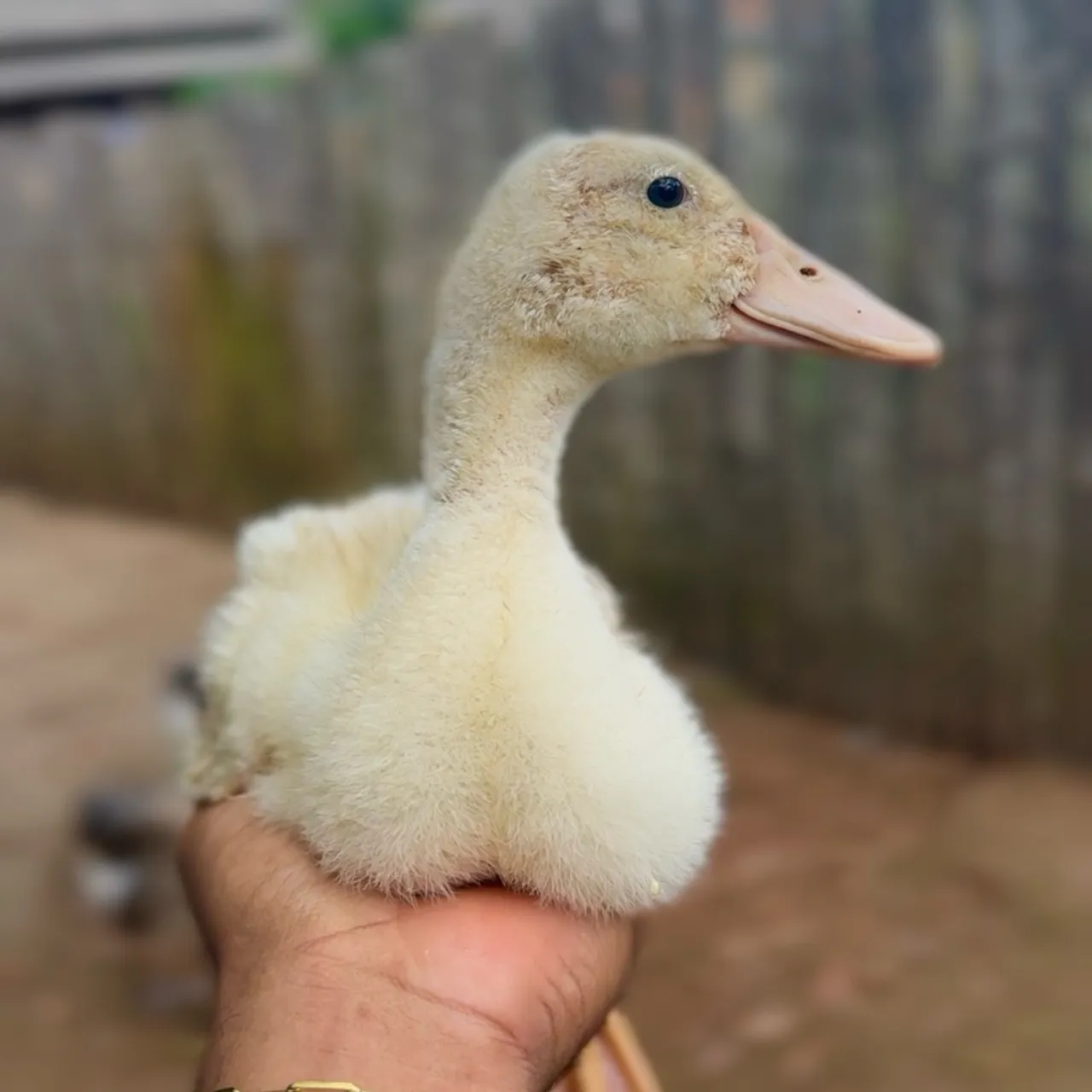 Filhote de marreco de Pequim