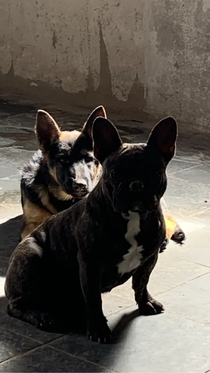 Vendo buldogue francês filhote fêmea