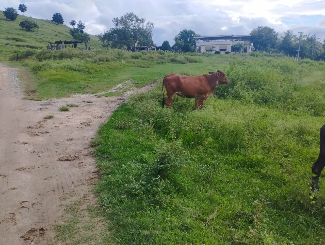 Venda-se está área industrial 16.000 M² em Soturno Município de Cachoeiro de Itapemirim-E