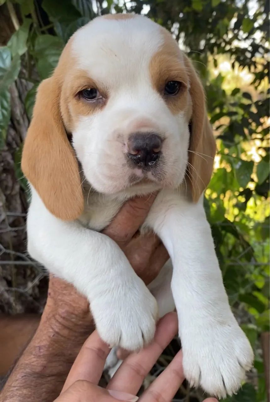 Beagles 13 polegadas 