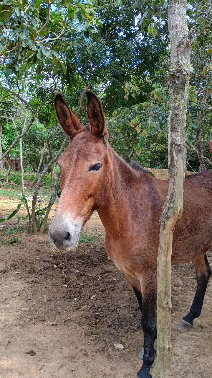 Vendo mula ou troca pro cavalo - Foto 5