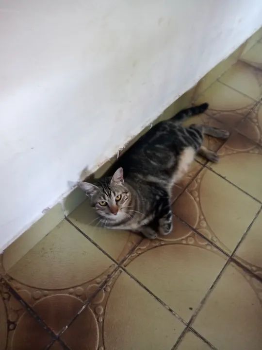 Gatos para doação dois pequeno e um grande - Foto 4