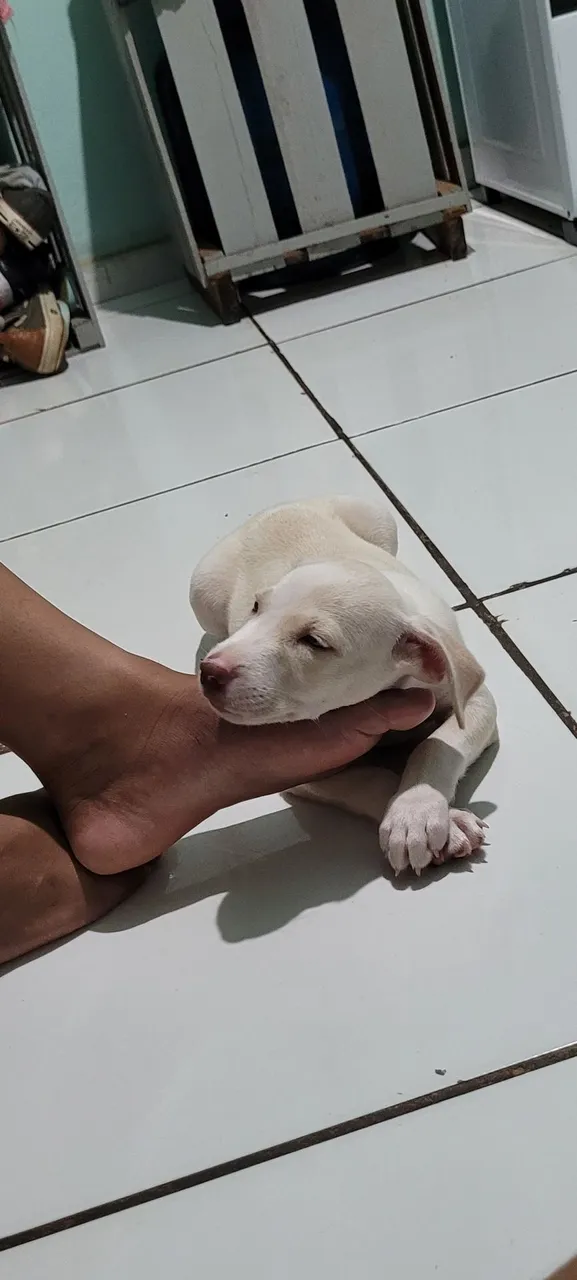Filhote de cachorro branco