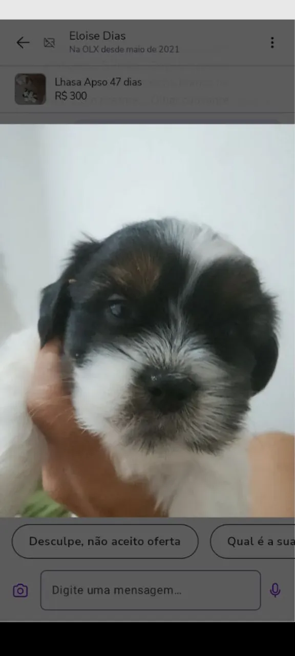 Lhasa Apso filhote com 49 dias!