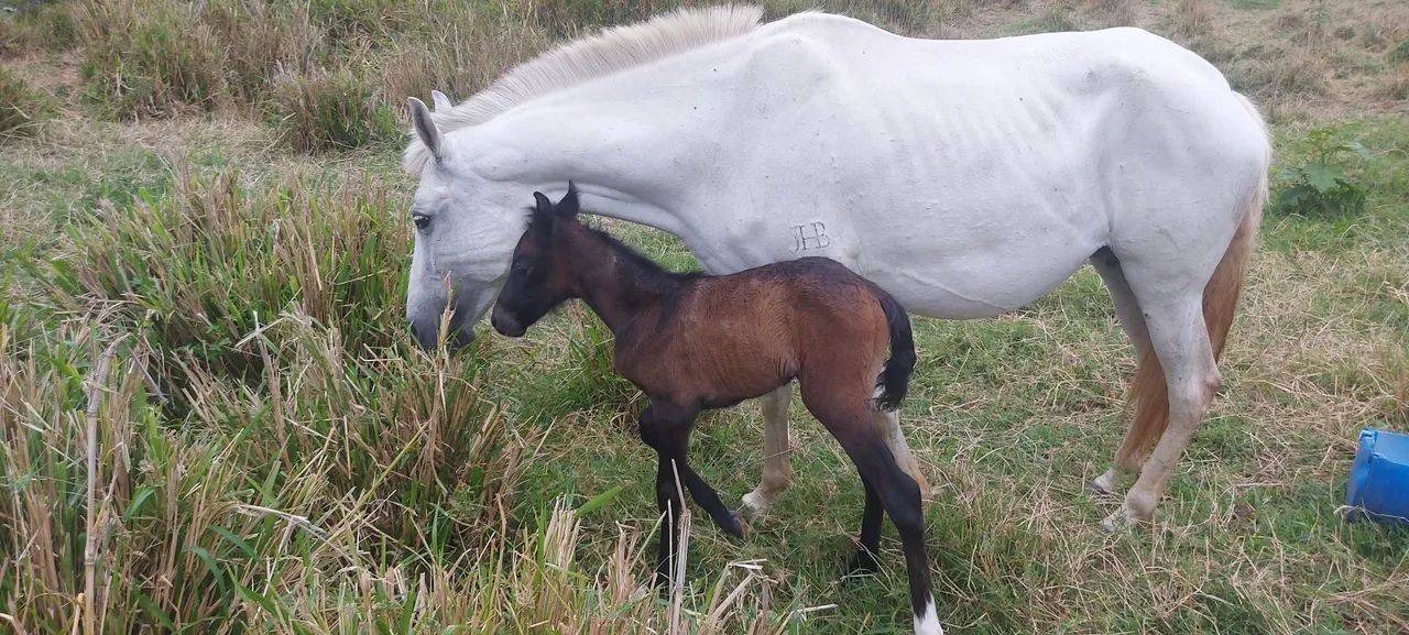 Égua MM com potra ao pé  - Foto 2