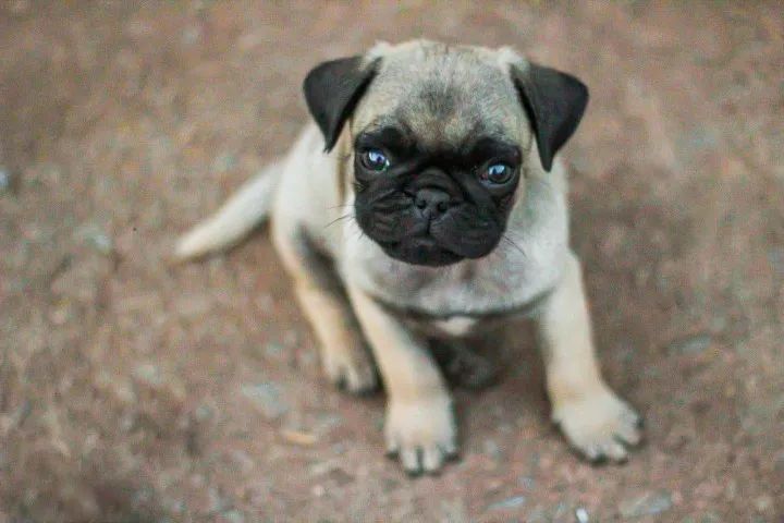 Filhote de Pug: Amor em cada detalhe