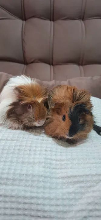 Dois porquinhos da índia fofinhos para adoção