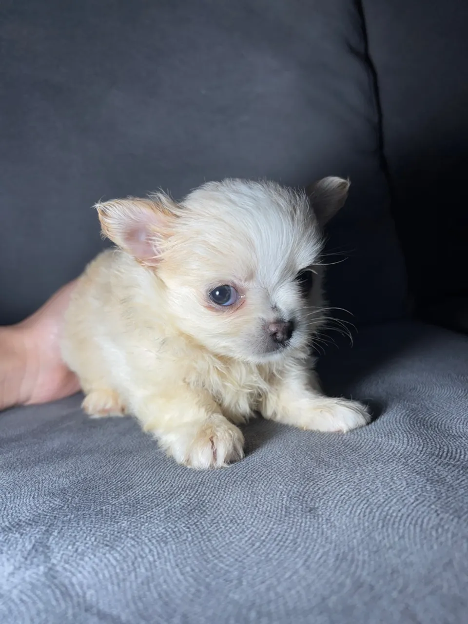 Filhote de Chihuahua macho pelo longo 