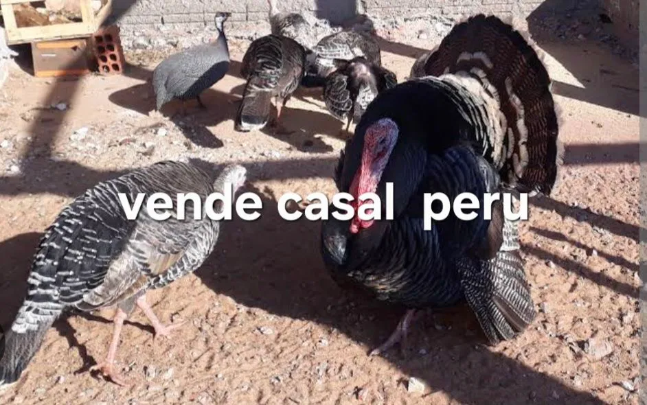 Vendo casal de perus para criação