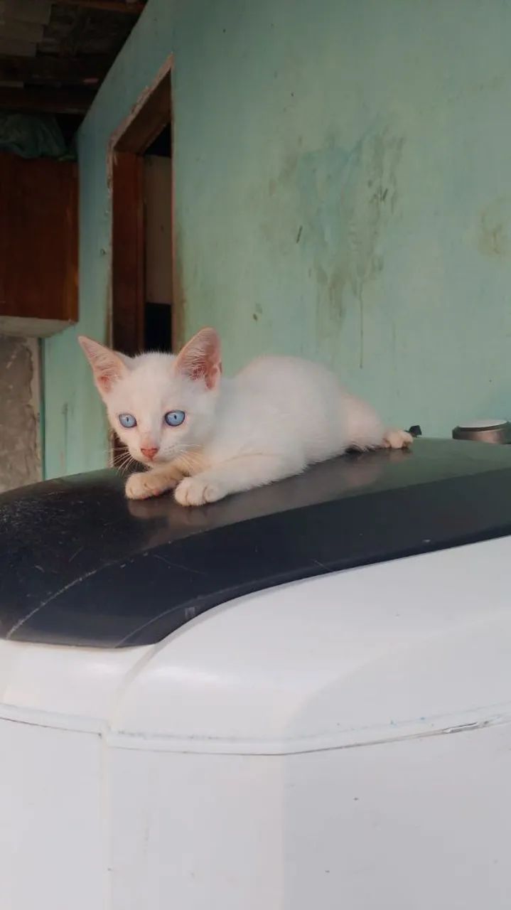 Lindos Gatinhos Siamês - Foto 4