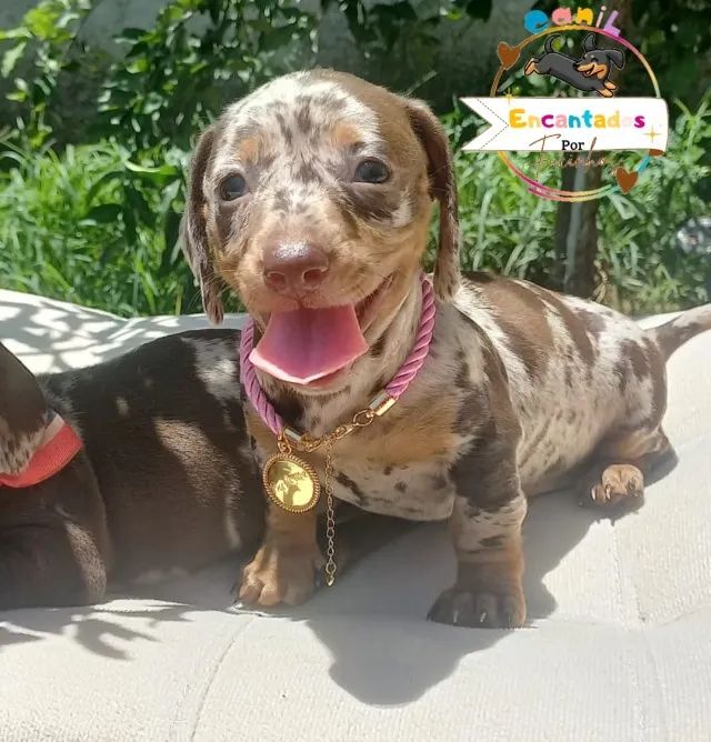Dachshund basset salsicha O Original  - Foto 5