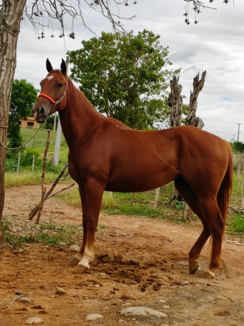 Potra para venda