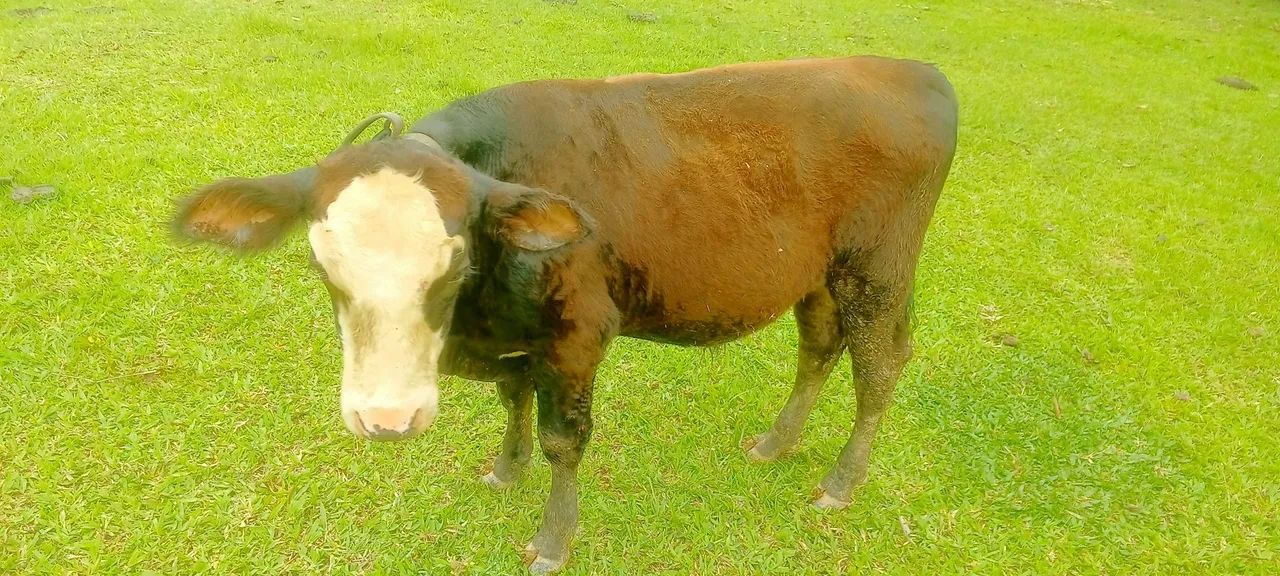 Bezerro macho - Foto 2