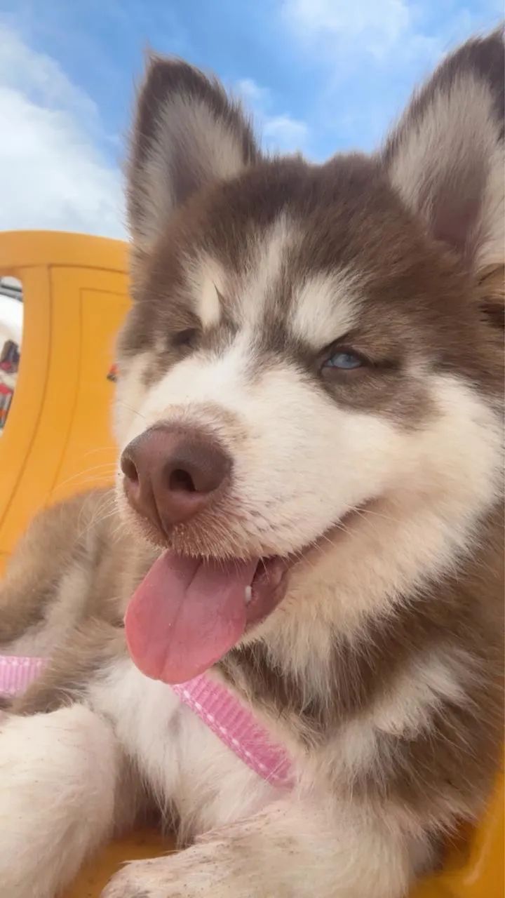 Husky siberiano 