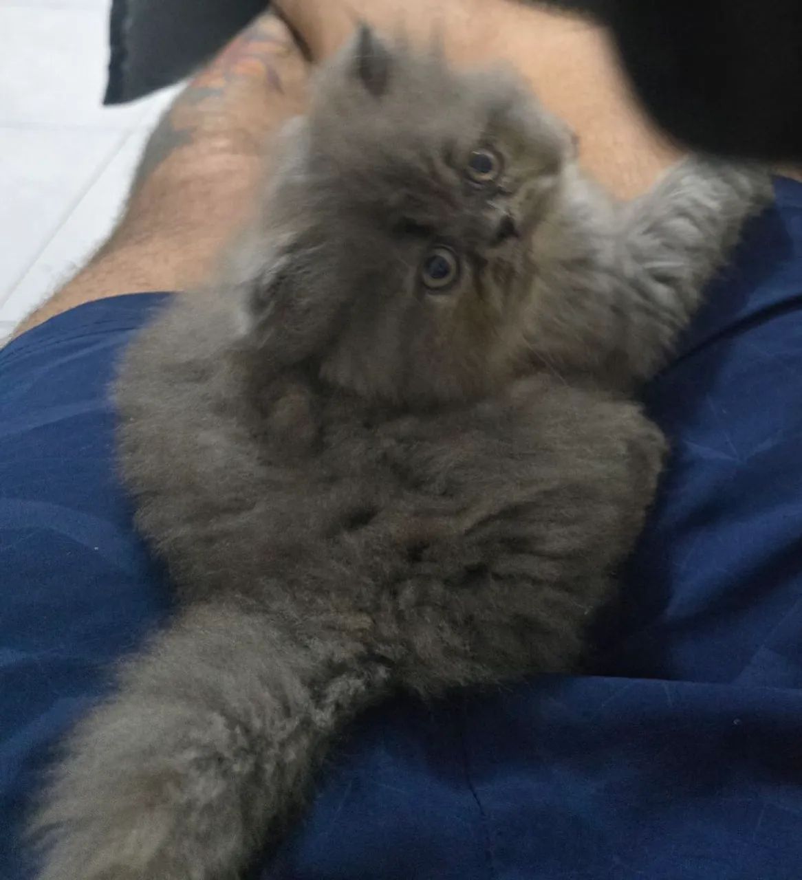 Linda Gatinja Persaà Venda  - Foto 5