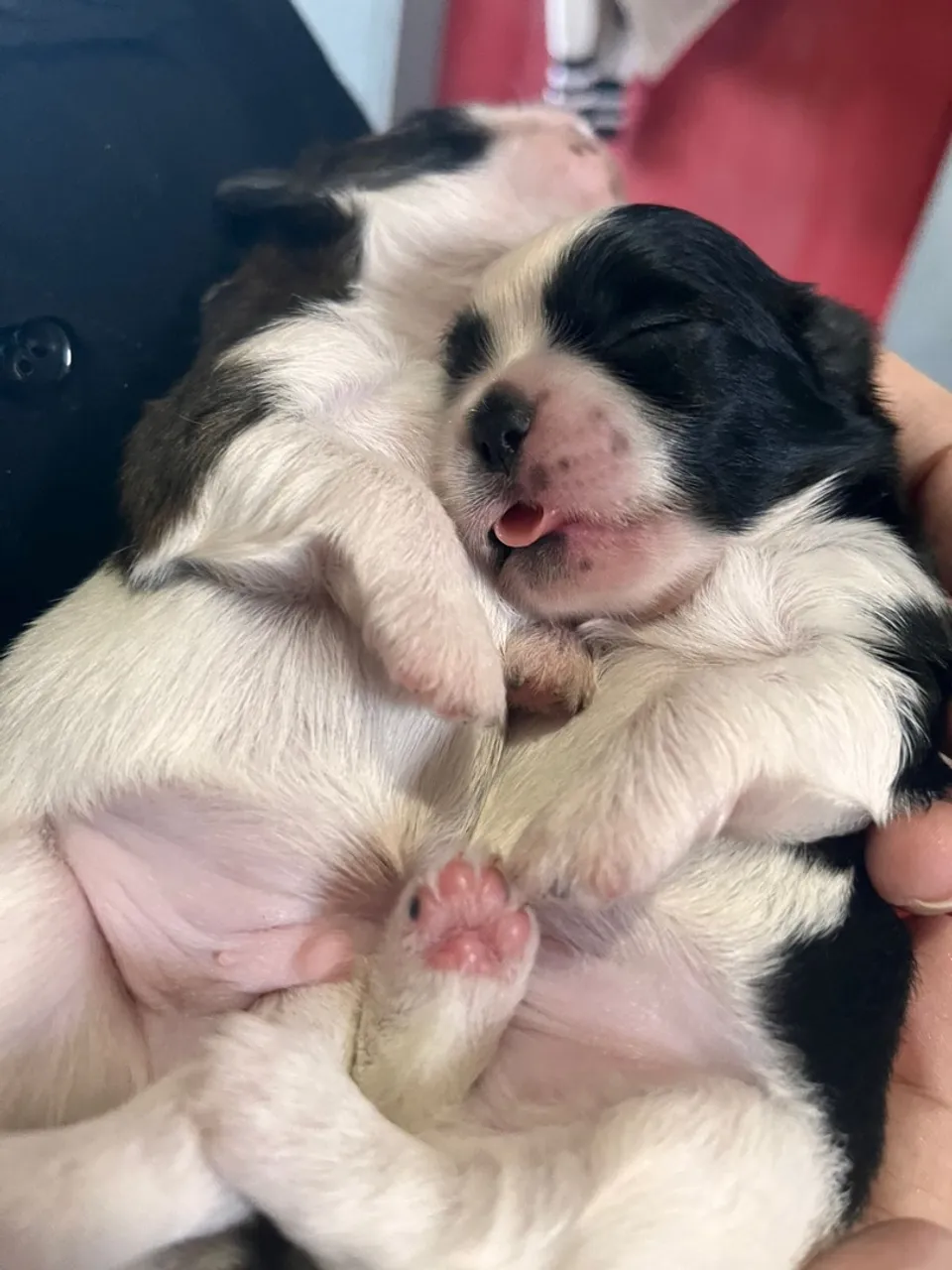 Filhote de Shih Tzu disponível para adoção