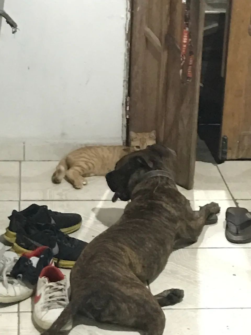 Pitbull Adulto - Doação Responsável - Lauro de Freitas/BA - Foto 3