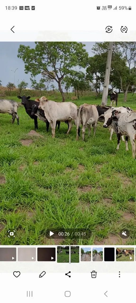 Vacas e novilhas 