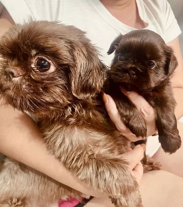 Shih-tzu fêmea ? - Foto 2