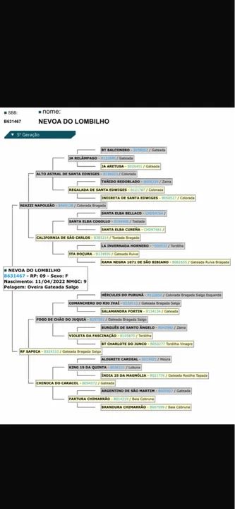 Potranca Oveira Gateada Salgo - NEVOA DO LOMBILHO