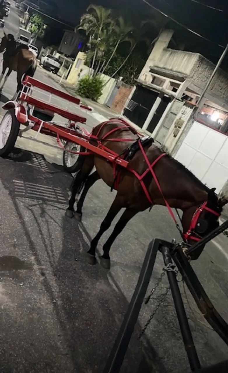 VENDO CAVALO DE CHARRETE COMPLETO - Foto 3
