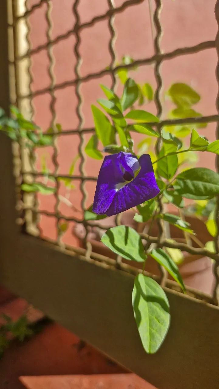 Fotógrafo Profissional - Campo Grande, MS - Foto 4
