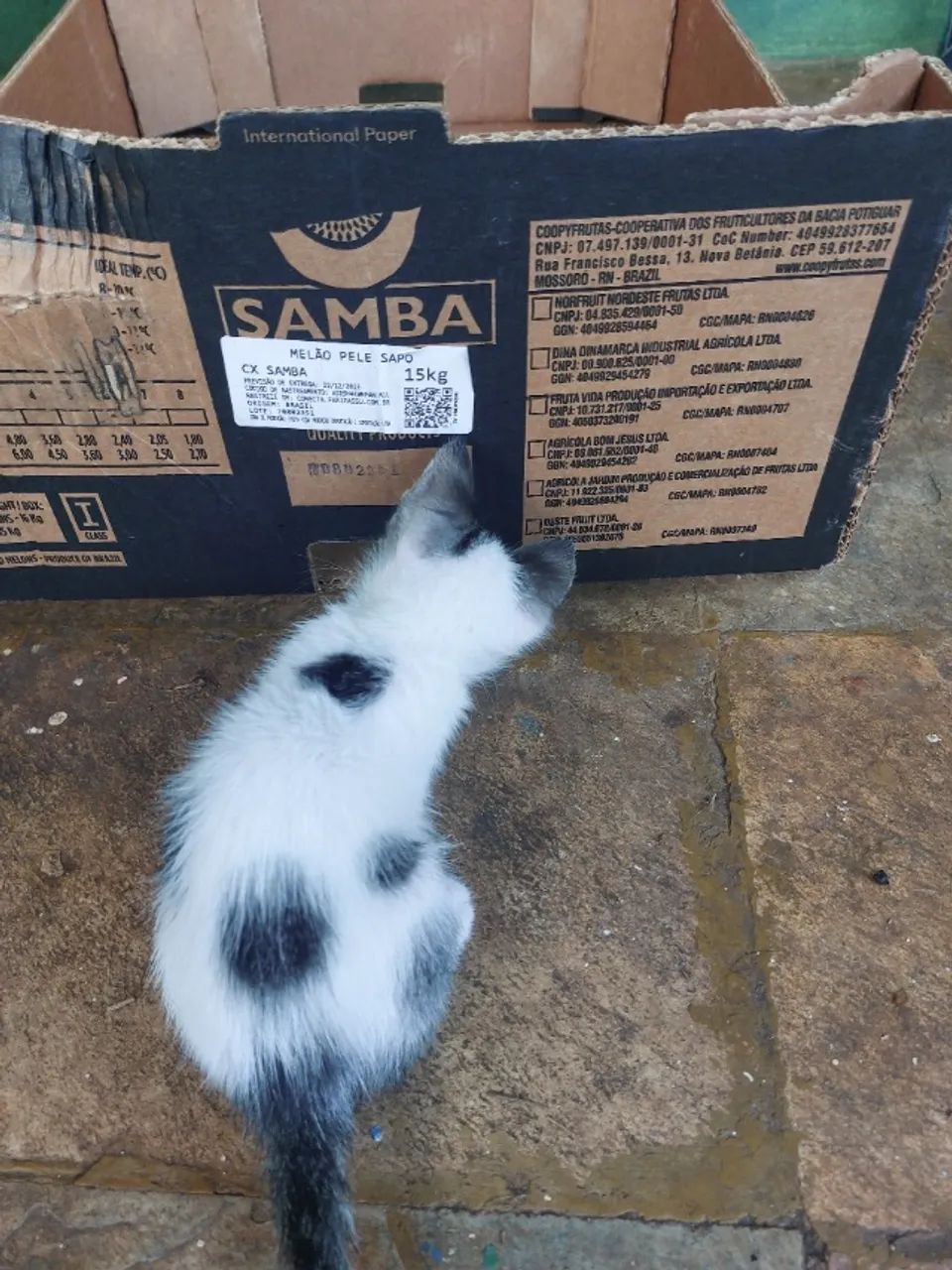 Doacao de gatinhos - Foto 2