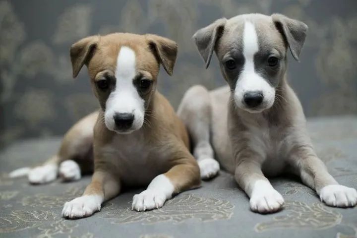 Whippet Filhotes