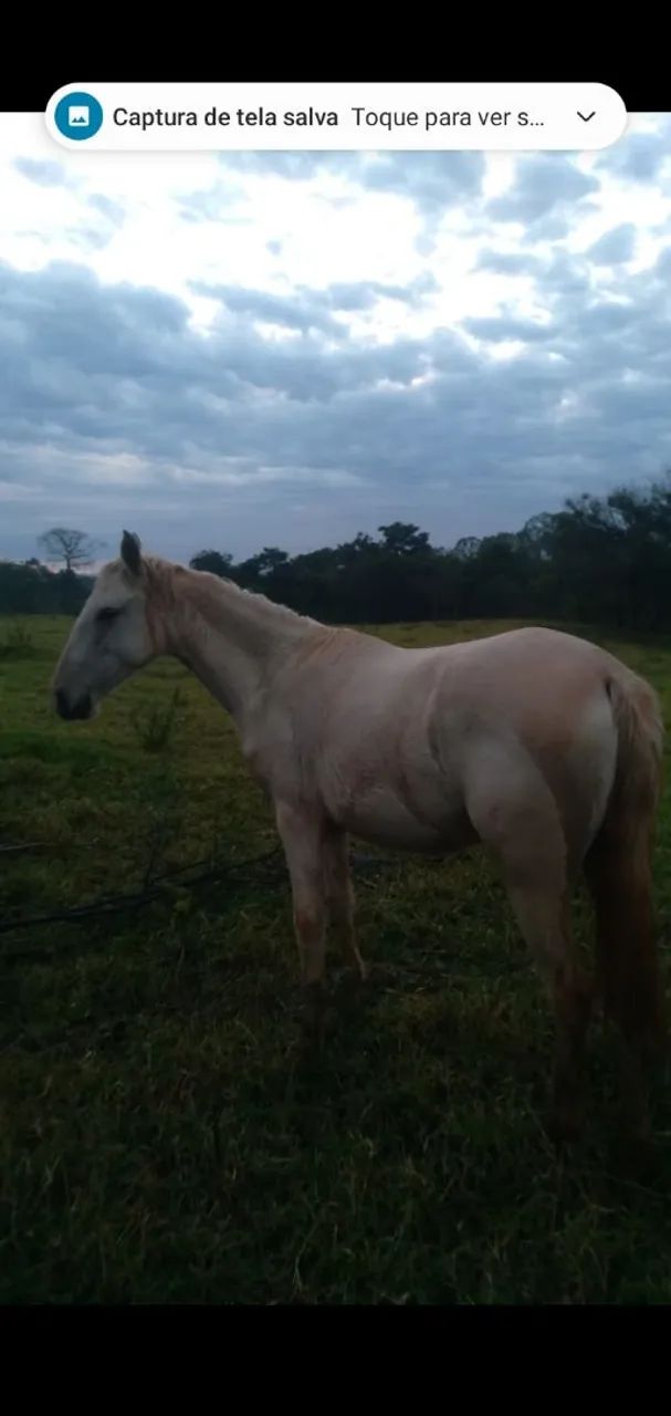 Vende-se duas eguas