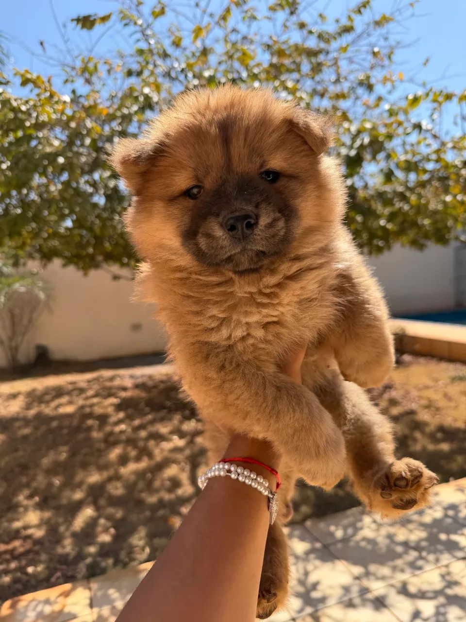 Chow chow  - Foto 2