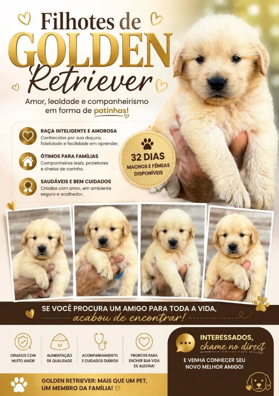 Golden filhote 