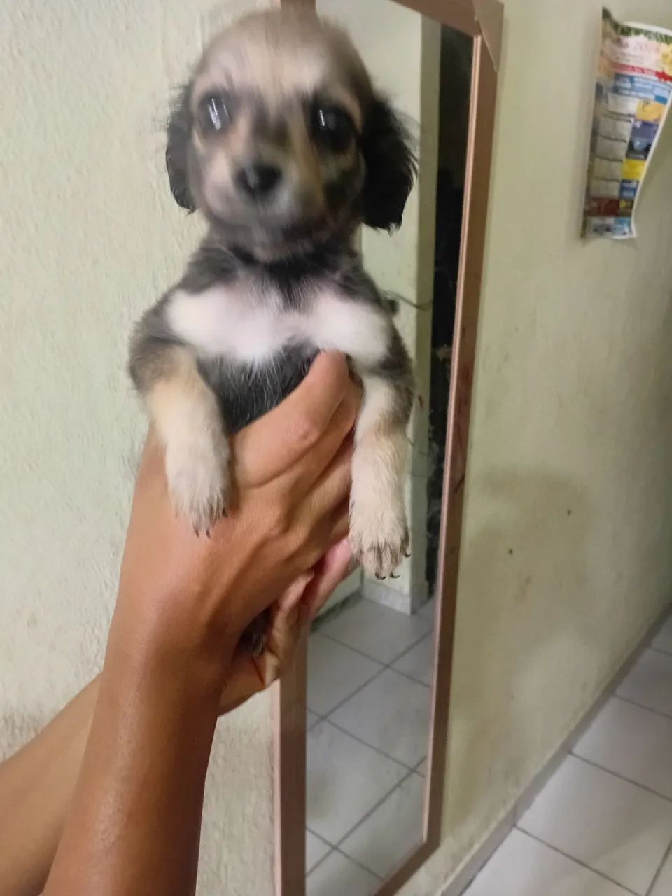 Cachorro pinches  - Foto 4