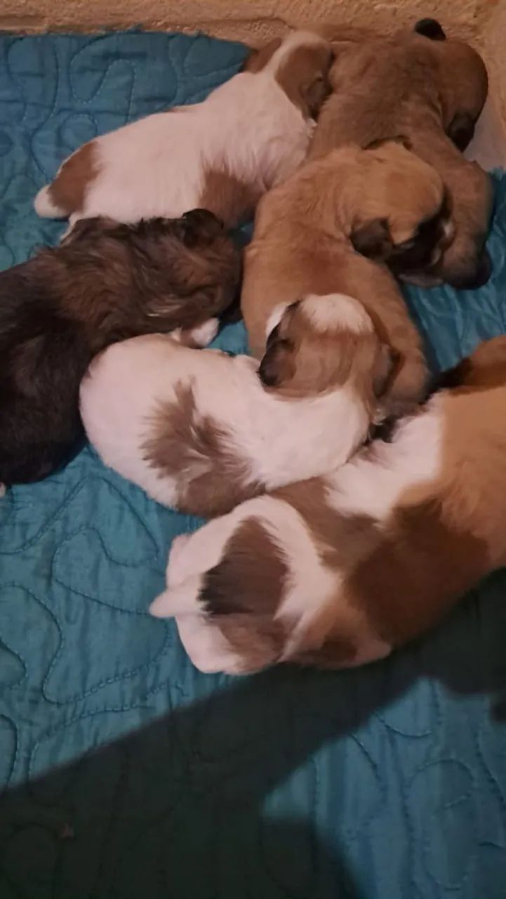 Shih Tzu Mini - Foto 2