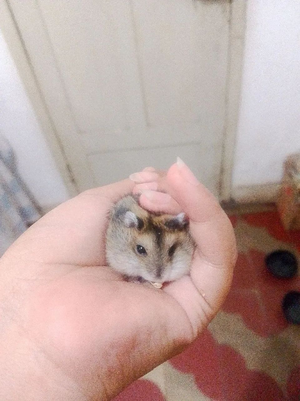 Filhotes de hamster anão russo