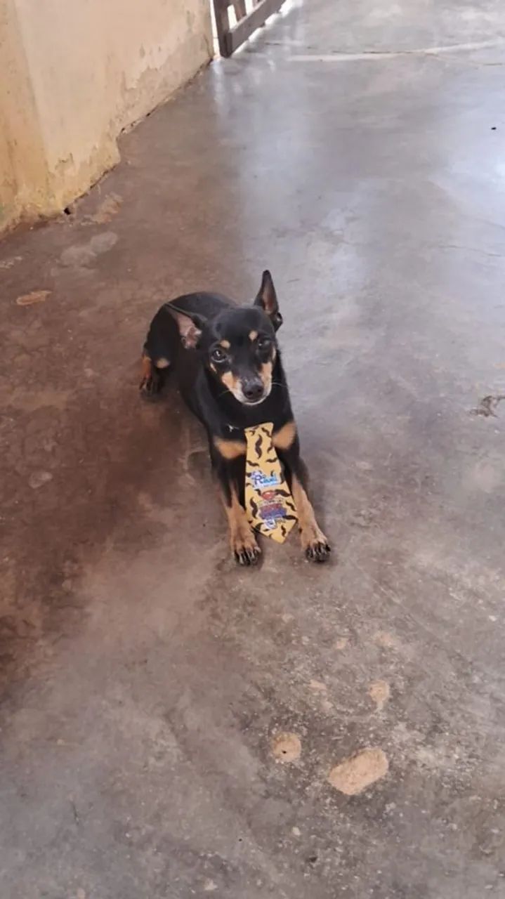 Cachorro Pincher  - Foto 4